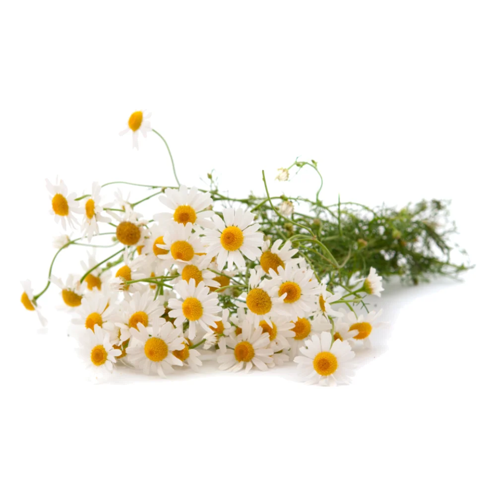 Bundle of fresh chamomile flowers on a white background