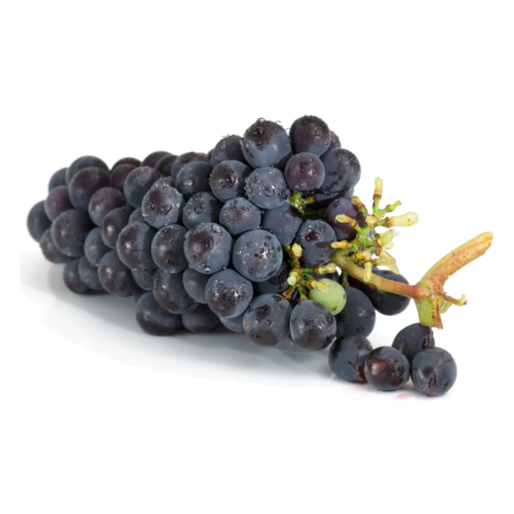 Bunch of dark red grapes on the vine, on a white background