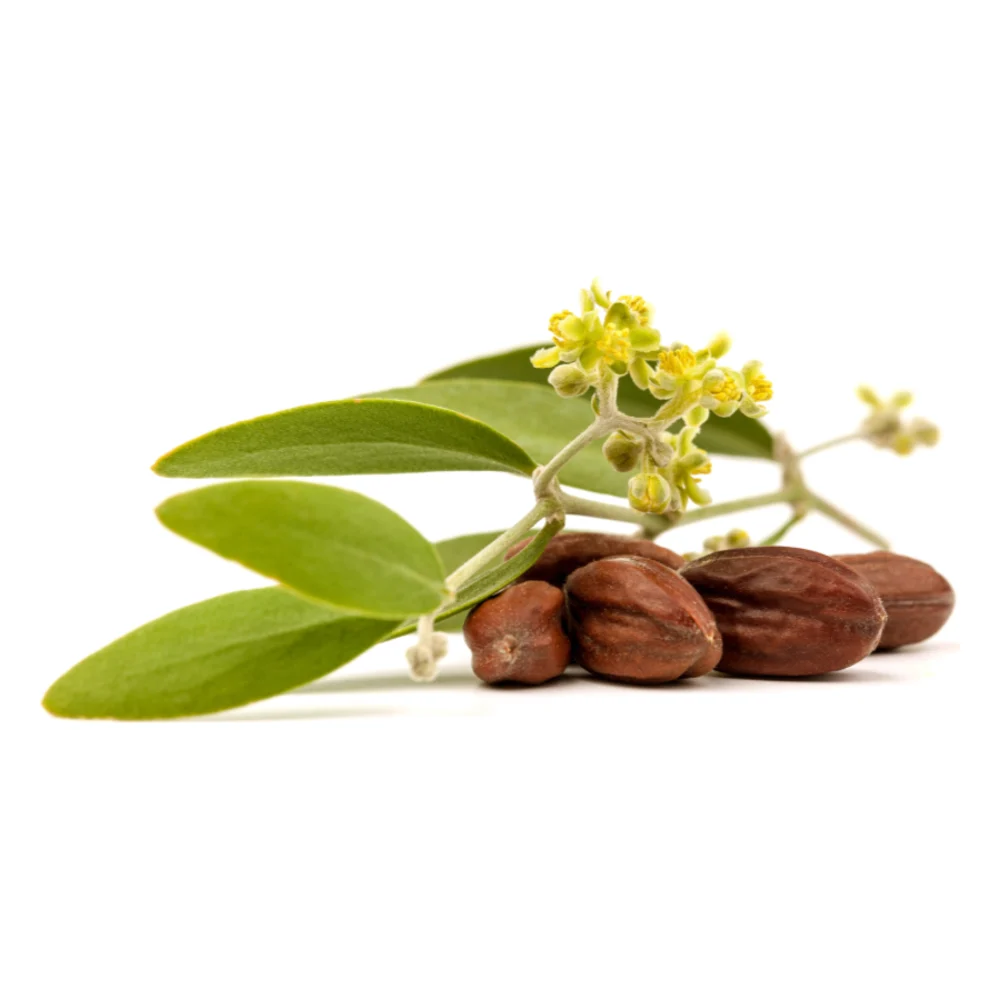 Jojoba seeds with the shrub's leaves and flowers, on a white background