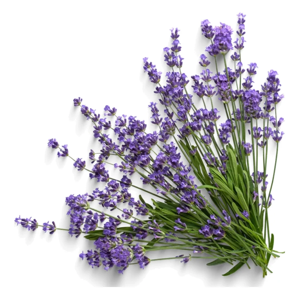 Bundle of fresh lavender stems in flower on a white background