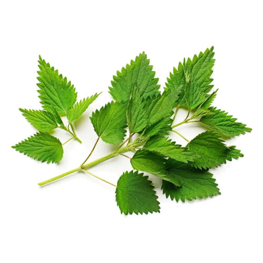 Fresh nettle leaves on the stem, on a white background