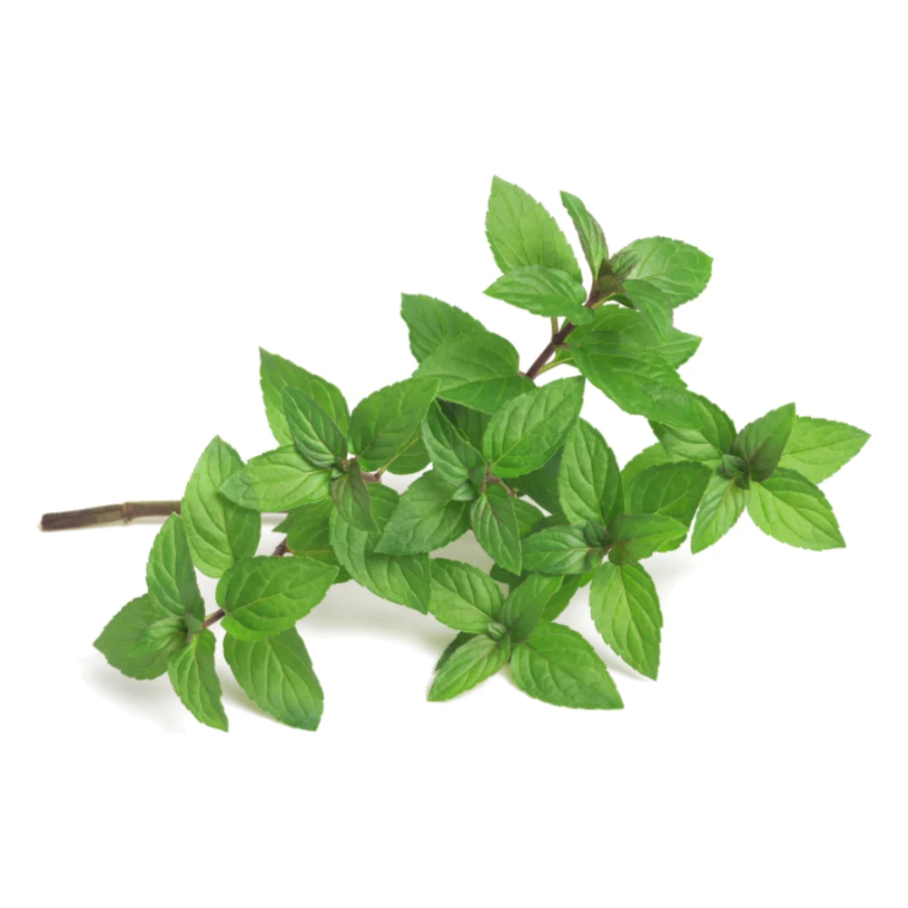 Fresh peppermint sprig on a white background