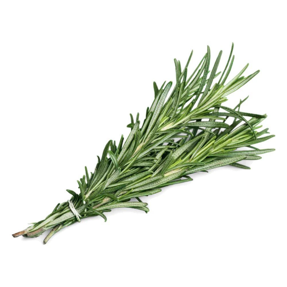 Tied bundle of fresh rosemary sprigs on a white background