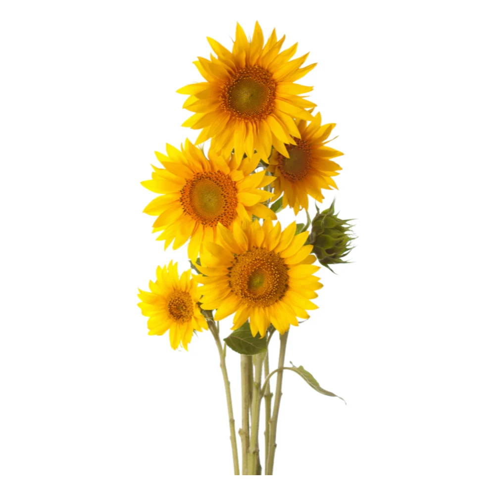 Cut sunflower stems in bloom on a white background